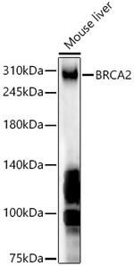 BRCA2 Antibody in Western Blot (WB)