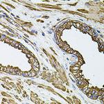 Filamin B Antibody in Immunohistochemistry (Paraffin) (IHC (P))