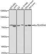 HSC70 Antibody in Western Blot (WB)