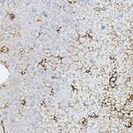 ChAT Antibody in Immunohistochemistry (Paraffin) (IHC (P))