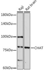 ChAT Antibody in Western Blot (WB)