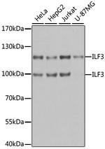 ILF3 Antibody in Western Blot (WB)