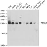 PSMA2 Antibody in Western Blot (WB)