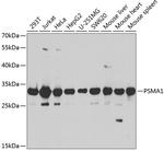 PSMA1 Antibody in Western Blot (WB)