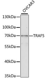 TRAF5 Antibody in Western Blot (WB)