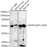 MMP14 Antibody in Western Blot (WB)