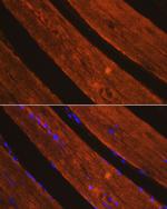 AIF Antibody in Immunohistochemistry (Paraffin) (IHC (P))