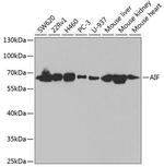 AIF Antibody in Western Blot (WB)