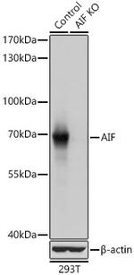 AIF Antibody in Western Blot (WB)