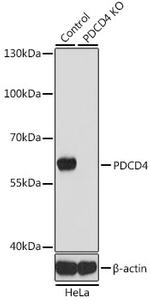 PDCD4 Antibody