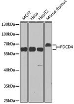 PDCD4 Antibody in Western Blot (WB)