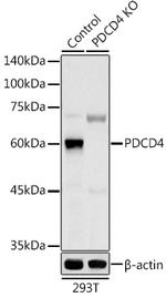 PDCD4 Antibody in Western Blot (WB)