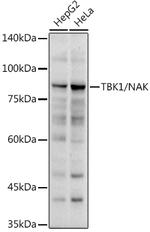 TBK1 Antibody in Western Blot (WB)