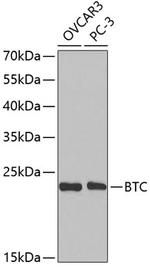 betacellulin Antibody in Western Blot (WB)