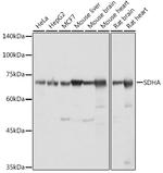 SDHA Antibody in Western Blot (WB)