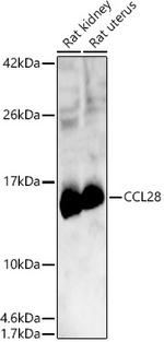 CCL28 Antibody in Western Blot (WB)