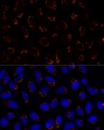 TRAP1 Antibody in Immunocytochemistry (ICC/IF)