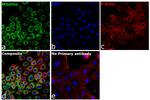 Mitofilin Antibody in Immunocytochemistry (ICC/IF)