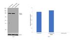 Mitofilin Antibody in Western Blot (WB)