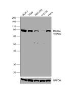 Mitofilin Antibody in Western Blot (WB)