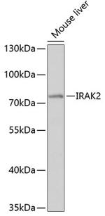 IRAK2 Antibody in Western Blot (WB)