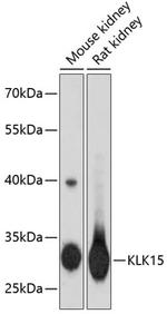 Kallikrein 15 Antibody in Western Blot (WB)