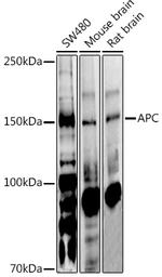 Protein APC Antibody in Western Blot (WB)