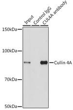 Cullin 4A Antibody in Immunoprecipitation (IP)