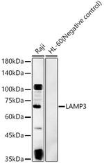 LAMP3 Antibody in Western Blot (WB)