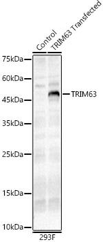 MURF1 Antibody in Western Blot (WB)