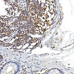 NFATC2 Antibody in Immunohistochemistry (Paraffin) (IHC (P))