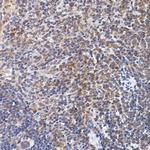 NFATC2 Antibody in Immunohistochemistry (Paraffin) (IHC (P))