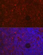 NFATC2 Antibody in Immunohistochemistry (Paraffin) (IHC (P))