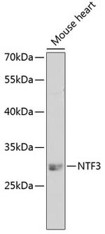 NTF3 Antibody in Western Blot (WB)