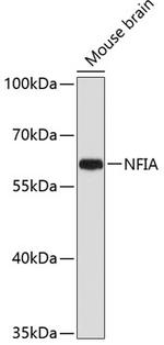 NFIA Antibody in Western Blot (WB)