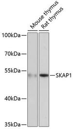 SKAP55 Antibody in Western Blot (WB)