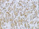 Aconitase 2 Antibody in Immunohistochemistry (Paraffin) (IHC (P))