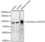 Aconitase 2 Antibody in Western Blot (WB)