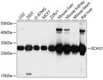 ECHS1 Antibody in Western Blot (WB)