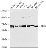 GRK5 Antibody in Western Blot (WB)