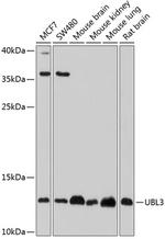 UBL3 Antibody in Western Blot (WB)