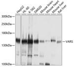 VARS Antibody in Western Blot (WB)