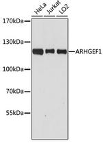 ARHGEF1 Antibody in Western Blot (WB)