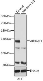 ARHGEF1 Antibody in Western Blot (WB)