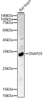 SNAP29 Antibody in Western Blot (WB)