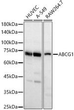 ABCG1 Antibody in Western Blot (WB)