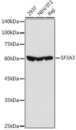 SF3A3 Antibody in Western Blot (WB)