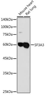 SF3A3 Antibody in Western Blot (WB)