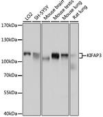 KAP3 Antibody in Western Blot (WB)