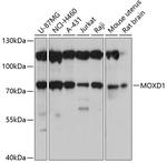 MOXD1 Antibody in Western Blot (WB)